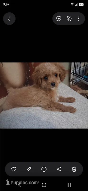 Vanilla  – Cavapoo, Poodle - Toy  puppy for sale in Garyville, LA