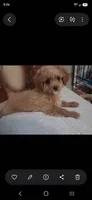Vanilla , a male Cavapoo and Poodle - Toy  for sale in Garyville, LA – 1 of 9
