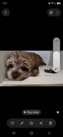 GIORGIO Toy POODLE &Cavapoo Shihpoo , a male Cavapoo and Shihpoo for sale in Garyville, LA – 6 of 9