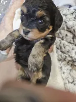 JOURNIE , a female Cavapoo and Poodle - Toy  for sale in Garyville, LA – 6 of 9