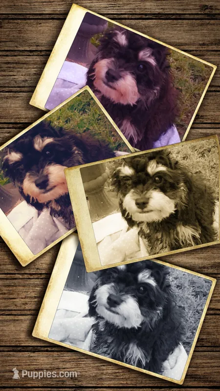 Jazz – Cavapoo, Poodle - Toy  puppy for sale in Garyville, LA