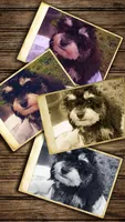 Jazz Fest, a male Cavapoo and Poodle - Toy  for sale in Garyville, LA – 7 of 7