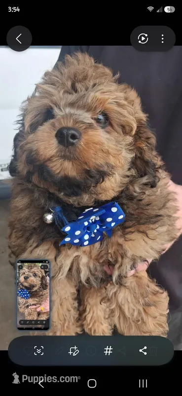 ARMANI TOY POODLE & CAVAPOO SHIHPOO CKC  – Shihpoo, Poodle - Toy  puppy for sale in Garyville, LA