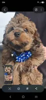 ARMANI TOY POODLE & CAVAPOO SHIHPOO CKC , a male Shihpoo and Poodle - Toy  for sale in Garyville, LA – 1 of 7