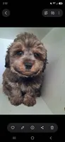 GIORGIO Toy POODLE &Cavapoo Shihpoo , a male Cavapoo and Shihpoo for sale in Garyville, LA – 2 of 9