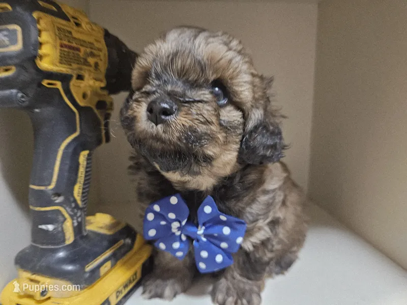 GIORGIO  – Cavapoo, Shihpoo puppy for sale in Garyville, LA