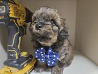 GIORGIO , a male Cavapoo and Shihpoo for sale in Garyville, LA – 1 of 9