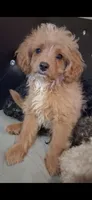 Vanilla Waffer, a male Cavapoo and Poodle - Toy  for sale in Garyville, LA – 6 of 10