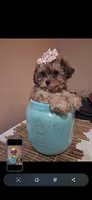 Georgia Toy Poodle & Cavapoo Shihpoo , a female Cavapoo and Shihpoo for sale in Garyville, LA – 6 of 10