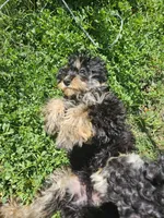 BOSTON , a male Cavapoo for sale in Garyville, LA – Photo 8 of 8