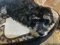 BOSTON , a male Cavapoo for sale in Garyville, LA – Photo 2 of 8