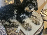 BOSTON , a male Cavapoo for sale in Garyville, LA – Photo 7 of 8