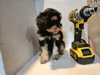 BOSTON , a male Cavapoo for sale in Garyville, LA – Photo 5 of 8