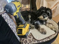 BOSTON , a male Cavapoo for sale in Garyville, LA – Photo 4 of 8