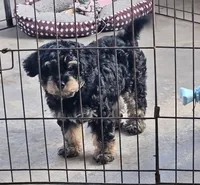 BOSTON , a male Cavapoo for sale in Garyville, LA – Photo 3 of 8