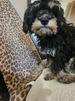 BOSTON , a male Cavapoo for sale in Garyville, LA – Photo 6 of 8