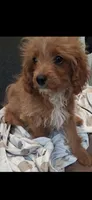 Gram, a male Cavapoo and Poodle - Toy  for sale in Garyville, LA – 2 of 10