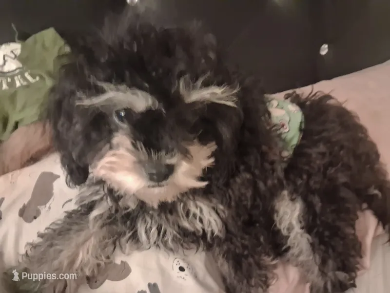 JAZZ TOY CAVAPOO SIZE CKC – Cavapoo, Poodle - Toy  puppy for sale in Garyville, LA
