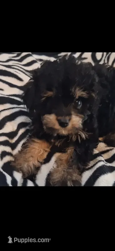Mateo  tea cup size ckc  – Cavapoo, Poodle - Toy  puppy for sale in Garyville, LA