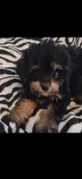 Mateo  tea cup size ckc , a male Cavapoo and Poodle - Toy  for sale in Garyville, LA – 1 of 9