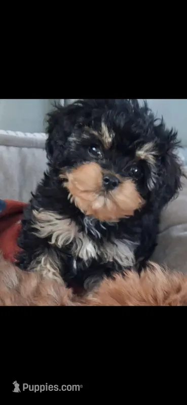 JOURNIE  T-CUP CAVAPOO SIZE – Cavapoo, Poodle - Toy  puppy for sale in Garyville, LA