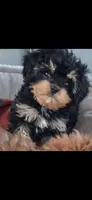 JOURNIE  F1B tea cup size , a female Cavapoo and Poodle - Toy  for sale in Garyville, LA – 2 of 9