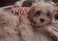 MADISON     , a female Cavapoo and Poodle - Toy  for sale in Garyville, LA – 7 of 9