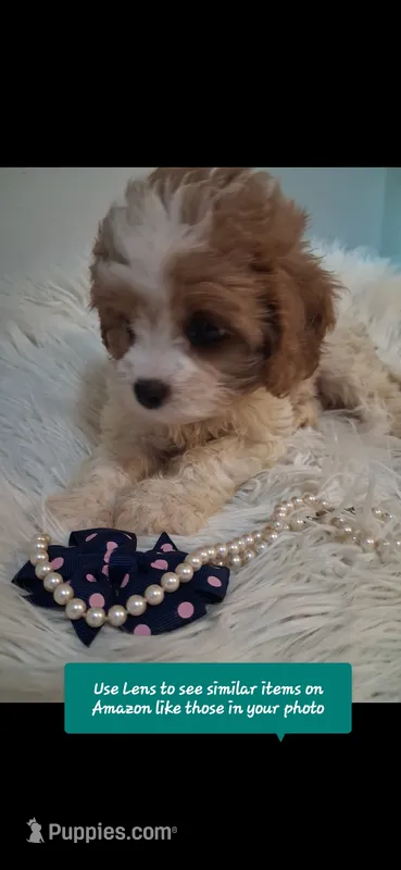 MADISON    Cavapoo w/ King Charles marking    – Cavapoo, Poodle - Toy  puppy for sale in Garyville, LA