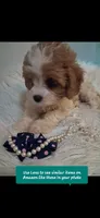MADISON     TOY SIZE  CAVAPOO , a female Cavapoo and Poodle - Toy  for sale in Garyville, LA – 2 of 10