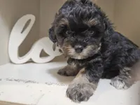 ARMANI , a male Cavapoo and Poodle - Toy  for sale in Garyville, LA – 6 of 10