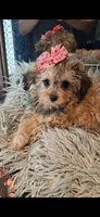 GEORGIA SHIHPOO CAVAPOO & TOY POODLE CKC, a female Shihpoo for sale in Garyville, LA – 2 of 10