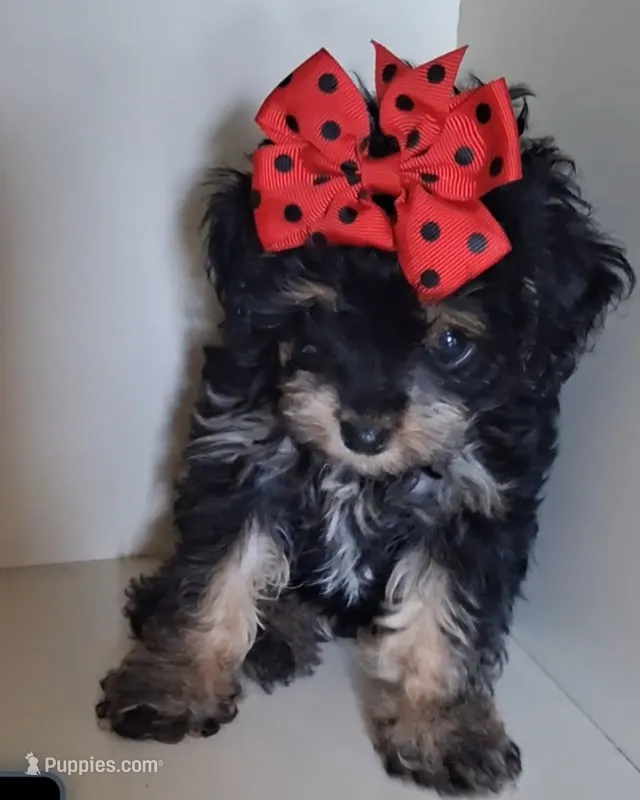 Matilda tea cup size ckc  – Cavapoo, Poodle - Toy  puppy for sale in Garyville, LA