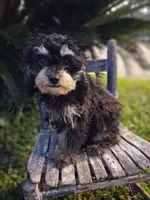 Jazz Fest, a male Cavapoo and Poodle - Toy  for sale in Garyville, LA – 5 of 7