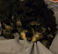 ATLANTA Girl Toy size , a female Cavapoo and Shihpoo for sale in Garyville, LA – 3 of 10