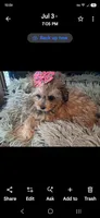 GEORGIA SHIHPOO CAVAPOO & TOY POODLE CKC, a female Shihpoo for sale in Garyville, LA – 6 of 10