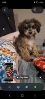 Janie T-CUP CAVAPOO SIZE, a female Cavapoo and Poodle - Toy  for sale in Garyville, LA – 3 of 10