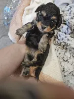 JOURNIE , a female Cavapoo and Poodle - Toy  for sale in Garyville, LA – 8 of 9