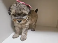 GEORGIA , a female Cavapoo and Shihpoo for sale in Garyville, LA – 6 of 10