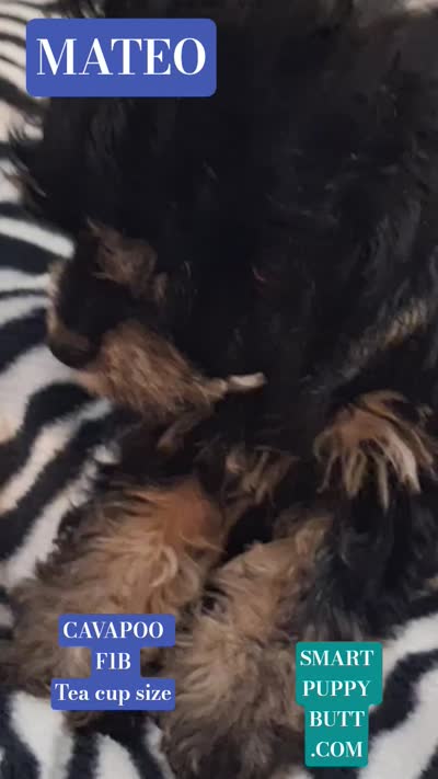 Mateo  tea cup size ckc , a male Cavapoo and Poodle - Toy  for sale in Garyville, LA – 8 of 9