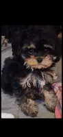 JOURNIE  T-CUP CAVAPOO SIZE, a female Cavapoo and Poodle - Toy  for sale in Garyville, LA – 3 of 9