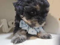 ARMANI , a male Cavapoo and Poodle - Toy  for sale in Garyville, LA – 2 of 10