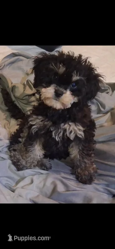 JAZZ – Cavapoo, Poodle - Toy  puppy for sale in Garyville, LA
