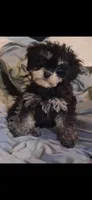 JAZZ TOY CAVAPOO SIZE , a male Cavapoo and Poodle - Toy  for sale in Garyville, LA – 3 of 4