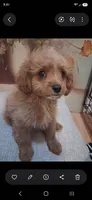Vanilla , a male Cavapoo and Poodle - Toy  for sale in Garyville, LA – 3 of 9