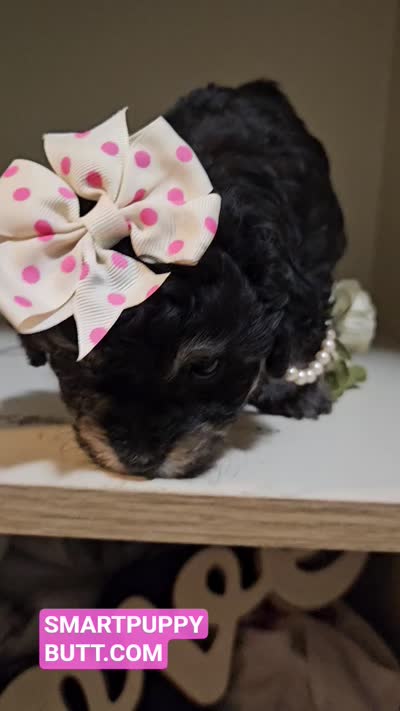 ATLANTA, a female Cavapoo and Shihpoo for sale in Garyville, LA – 9 of 10