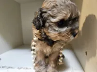GEORGIA , a female Cavapoo and Shihpoo for sale in Garyville, LA – 7 of 10