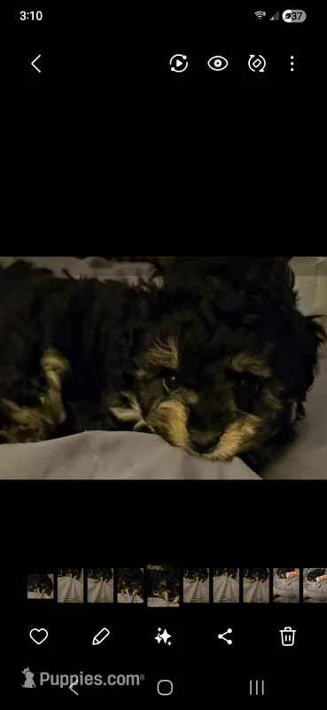 ATLANTA Girl Toy size  – Cavapoo, Shihpoo puppy for sale in Garyville, LA