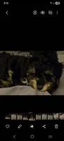 ATLANTA Girl Toy size , a female Cavapoo and Shihpoo for sale in Garyville, LA – 2 of 10