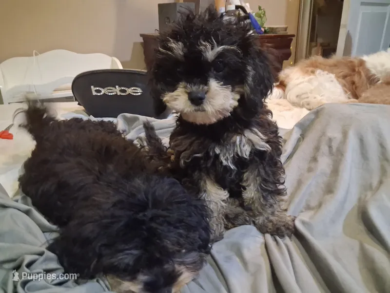JAZZ – Cavapoo, Poodle - Toy  puppy for sale in Garyville, LA