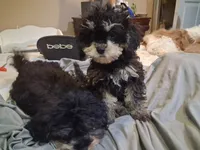 JAZZ TOY CAVAPOO SIZE , a male Cavapoo and Poodle - Toy  for sale in Garyville, LA – 2 of 4